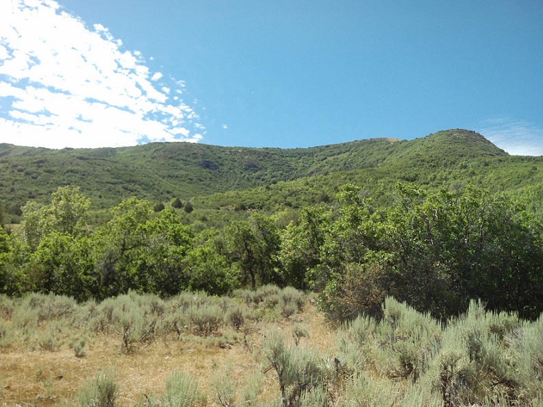 Re: My Pahvant archery elk hunt. 2015