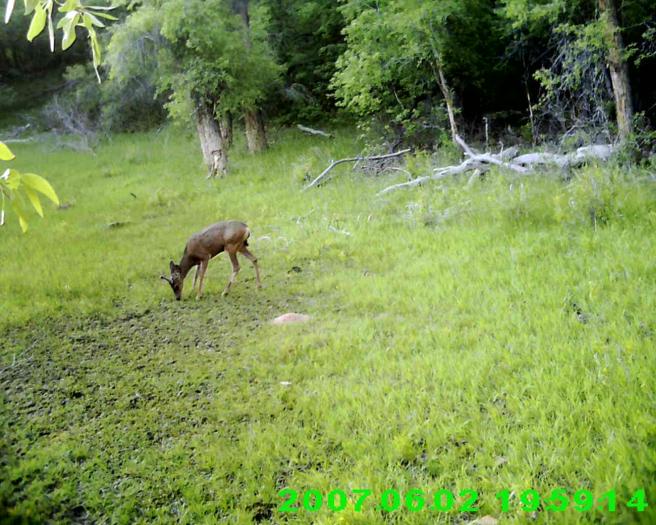 A trail cam pic from treetop