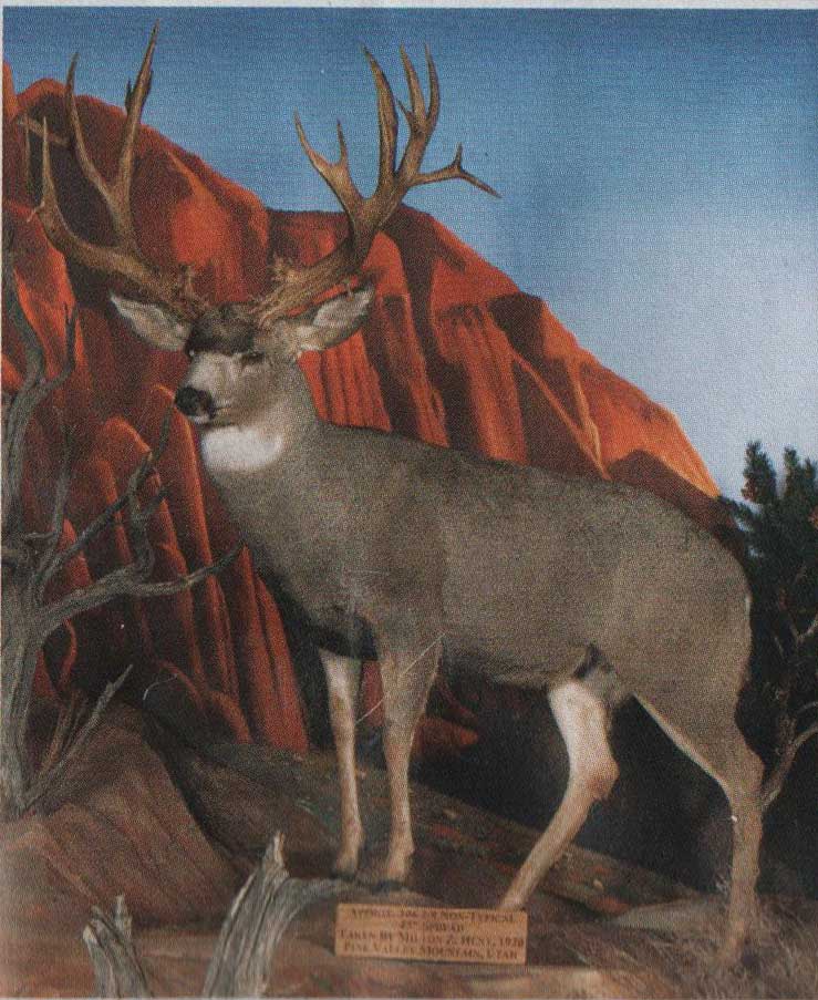 pine valley utah buck 306 one of largest frames on record not in BC because of broken skull would be utah number 2