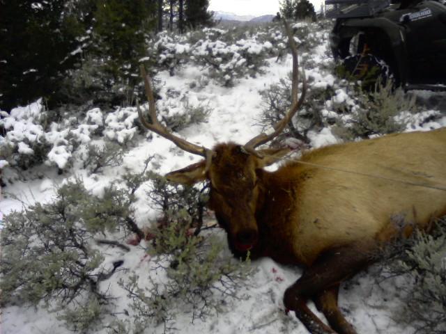 bucky scores in Montana