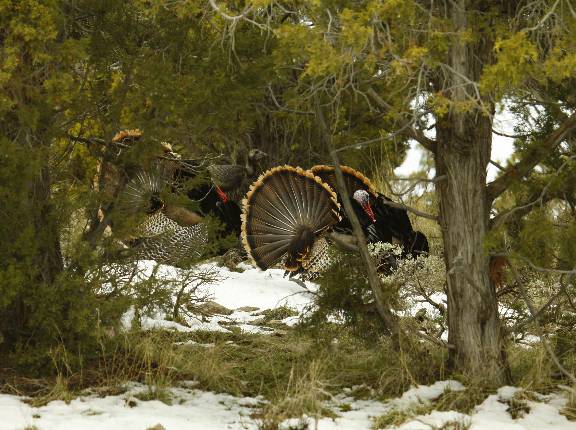 Just a few Turkey pics. Good luck everyone this weekend.