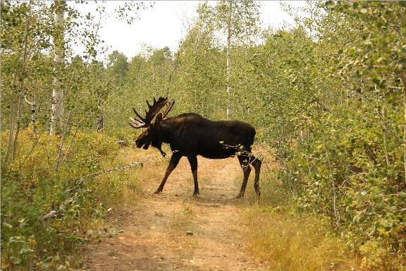 A few Utah Moose.