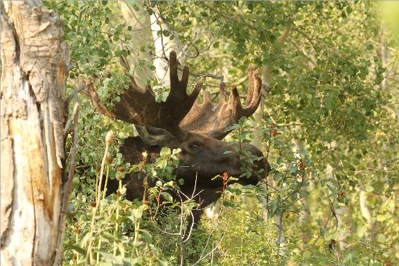 Re: A few Utah Moose.