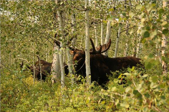 A few Utah Moose.