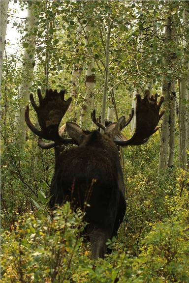 Re: A few Utah Moose.