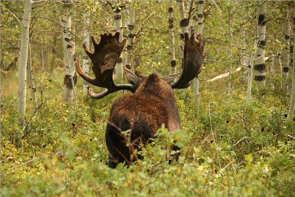 A few Utah Moose.