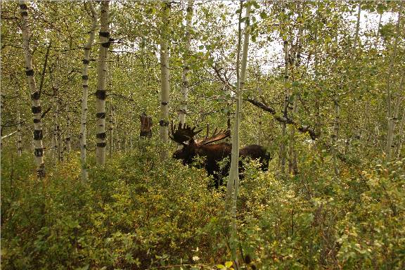 A few Utah Moose.