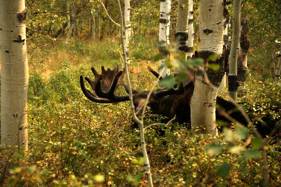 A few Utah Moose.