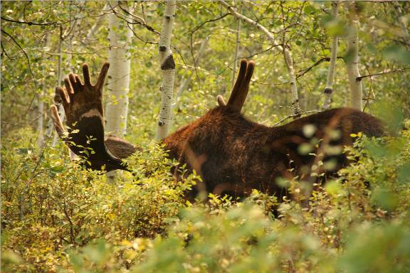 A few Utah Moose.