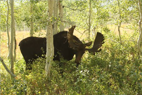 A few Utah Moose.