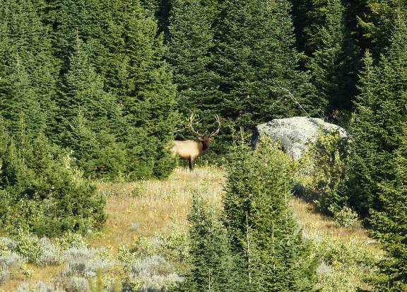 Heres a few Elk pics from this week.