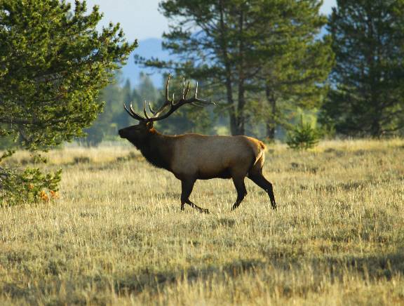 Re: Heres a few Elk pics from this week.