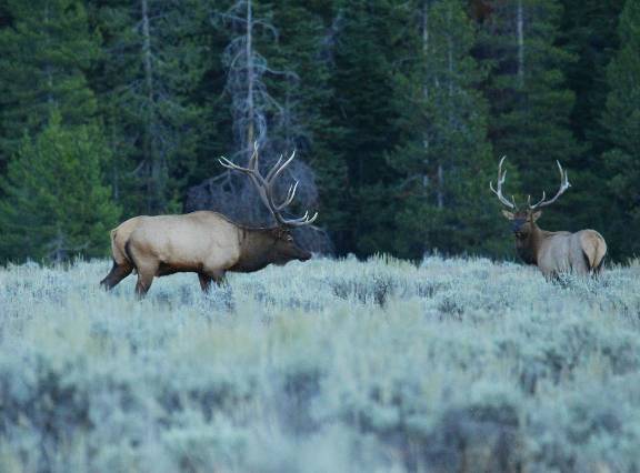 Re: Heres a few Elk pics from this week.