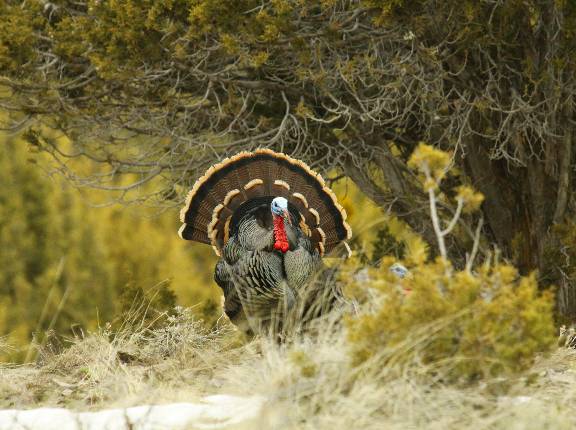 Scouting Turkeys 2011