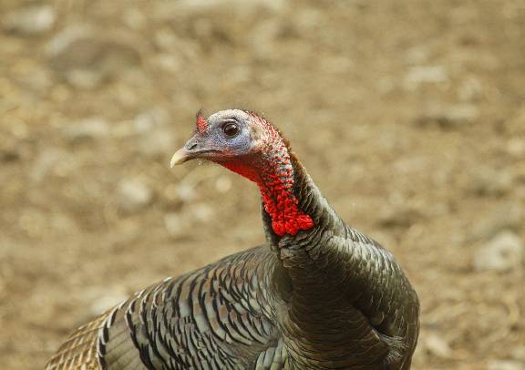 Todays Turkey pics. 3/22/11