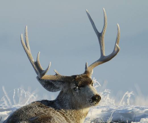 Cool winter Deer. 2010