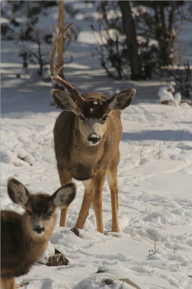 First dropped antler i&#039;ve seen this year.