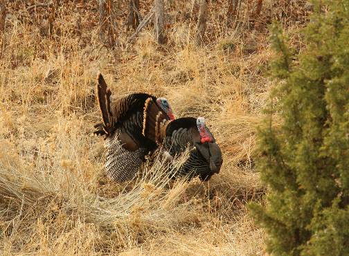 A few Turkey pics.