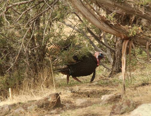 A few Turkey pics.