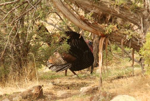 A few Turkey pics.