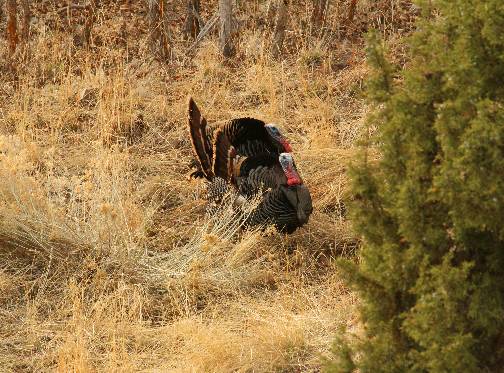 A few Turkey pics.