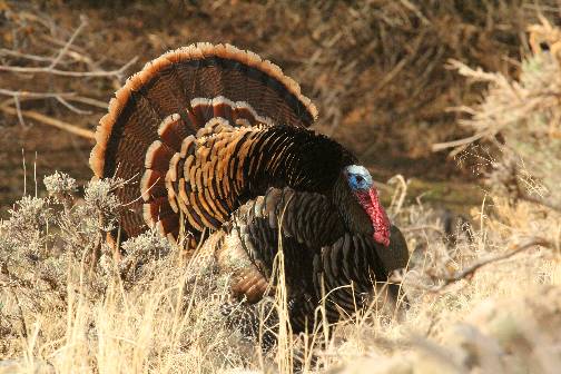 A few Turkey pics.