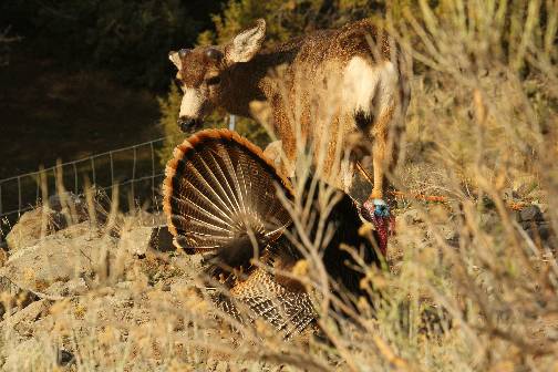 A few Turkey pics.