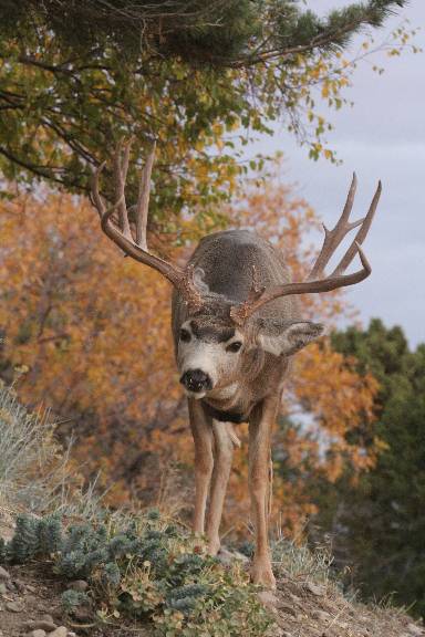 Anybody seen pictures of this buck