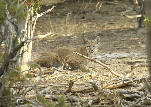 Bobcat.