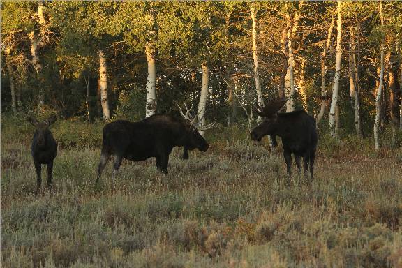 Moose pics.