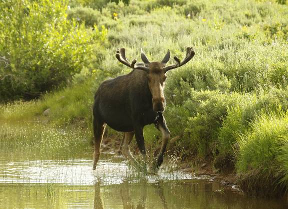 Re: A few more Moose pics.