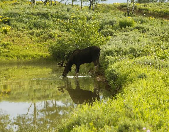 A few more Moose pics.