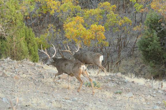 Re: Here&#039;s a Deer i&#039;ve taking pictures of for 4 years