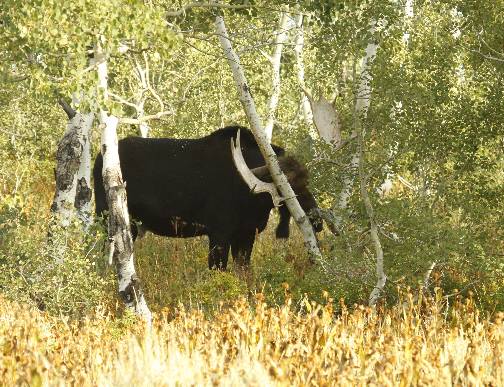 A few Moose pics.