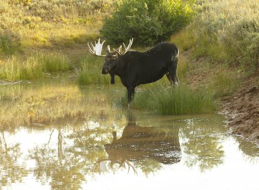 A few Moose pics.