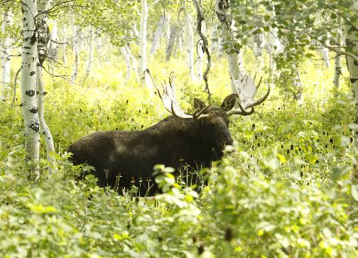 A few Moose pics.