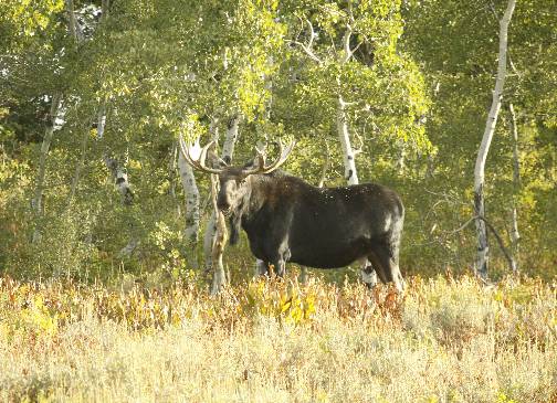 A few Moose pics.