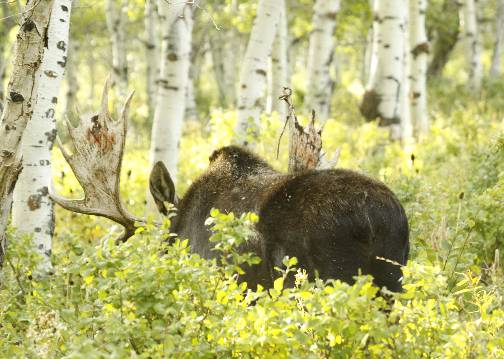 A few Moose pics.