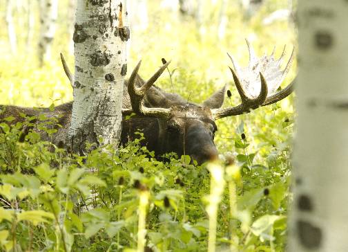 A few Moose pics.