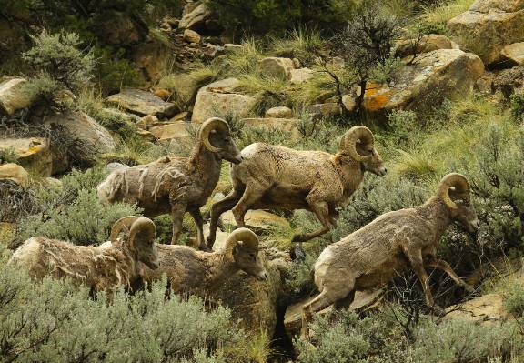 A few Book Cliff Bighorn Rams.