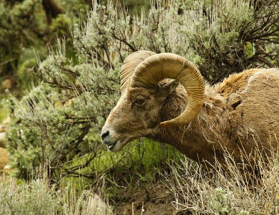 Re: A few Book Cliff Bighorn Rams.