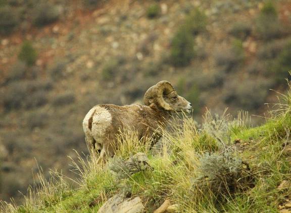 Re: A few Book Cliff Bighorn Rams.