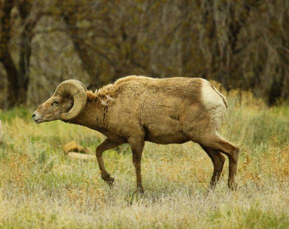 A few Book Cliff Bighorn Rams.