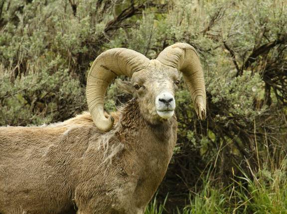 A few Book Cliff Bighorn Rams.