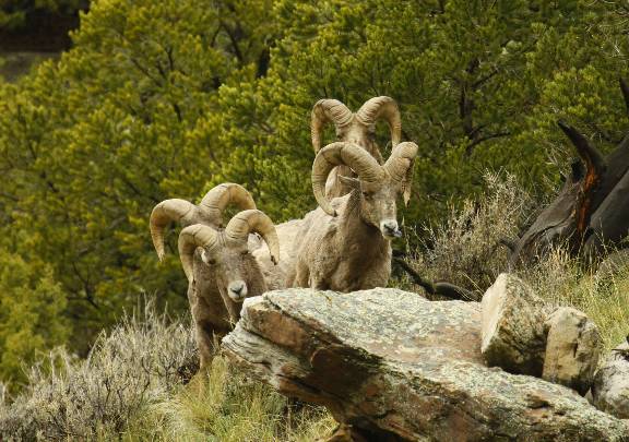 Re: A few Book Cliff Bighorn Rams.