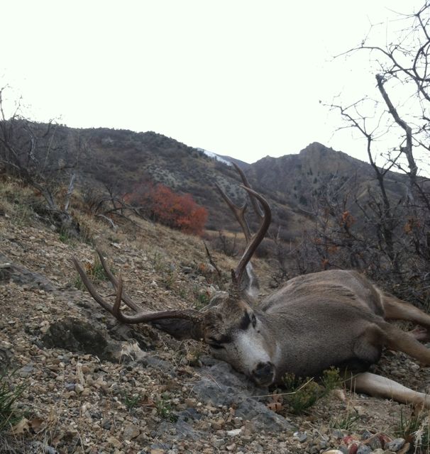 Wife&#039;s Rifle buck