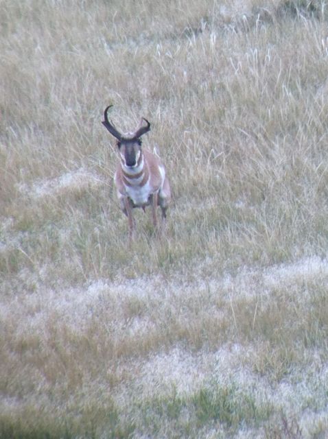 1st Antelope hunt success!