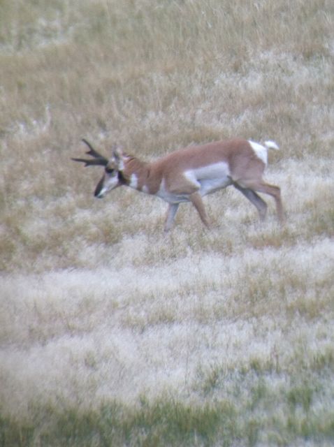 1st Antelope hunt success!