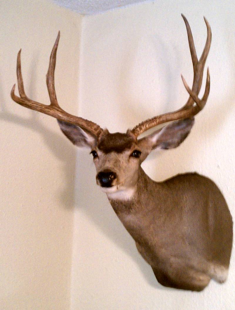 Got my buck back!