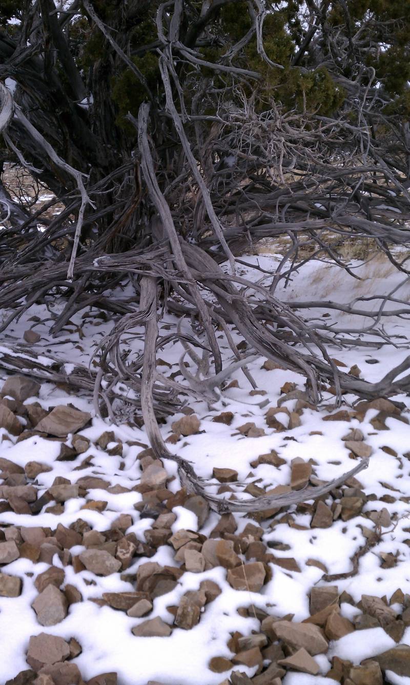 Camoflague Elk Shed!!